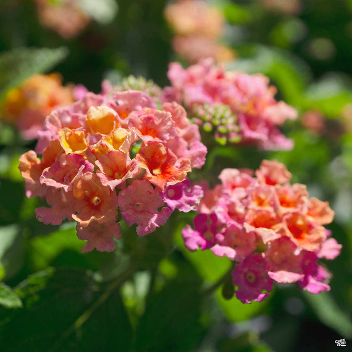 Lantana 'Little Lucky Hot Pink'