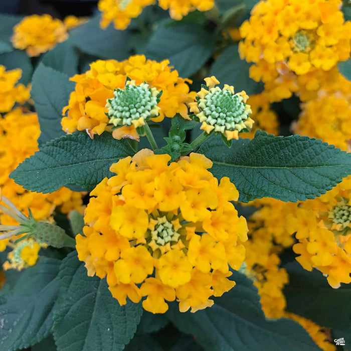 Lantana 'Little Lucky Pot of Gold'