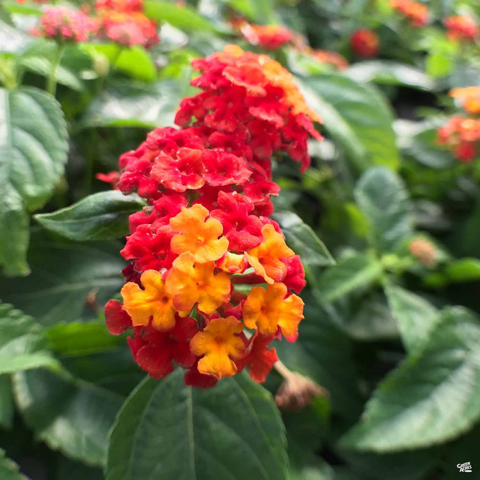 Lantana 'Little Lucky Red'
