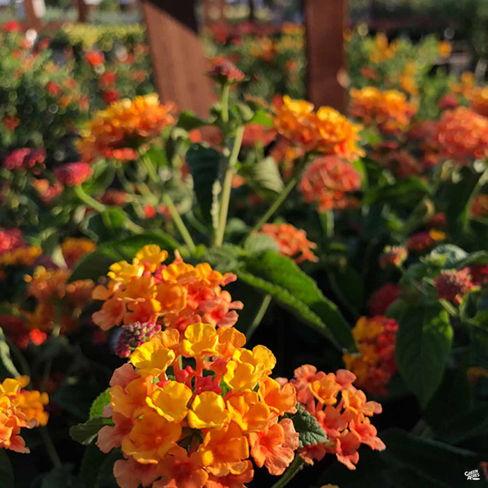 Lantana 'Lucky Flame'
