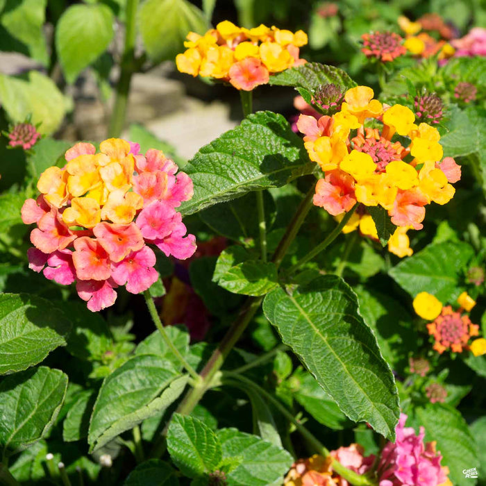 Lantana 'Lucky Sunrise Rose'