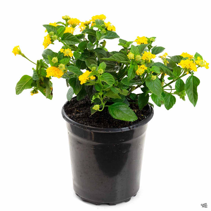 Lantana 1 gallon Little Lucky Pot of Gold