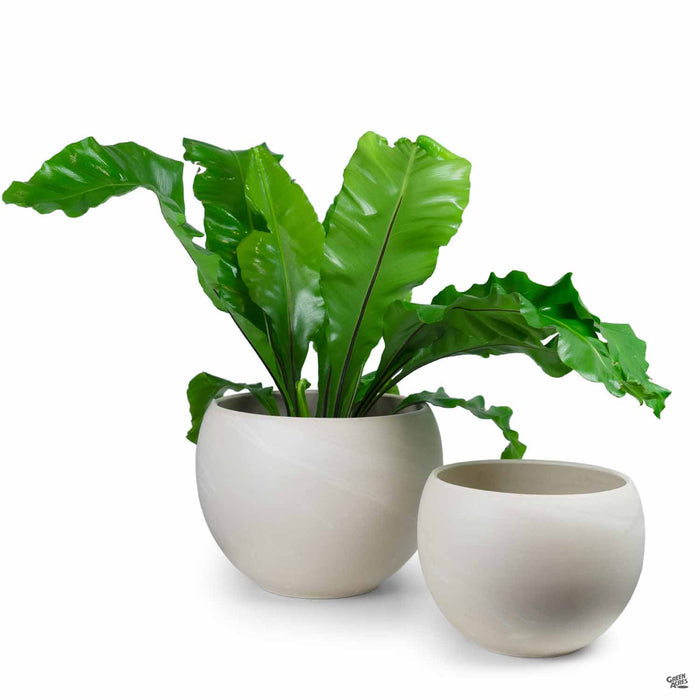 Luna Sphere Granite Clay Pot Group with Plant