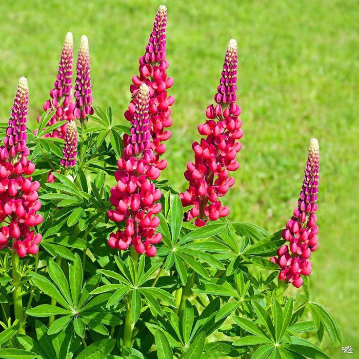 Lupine Pink