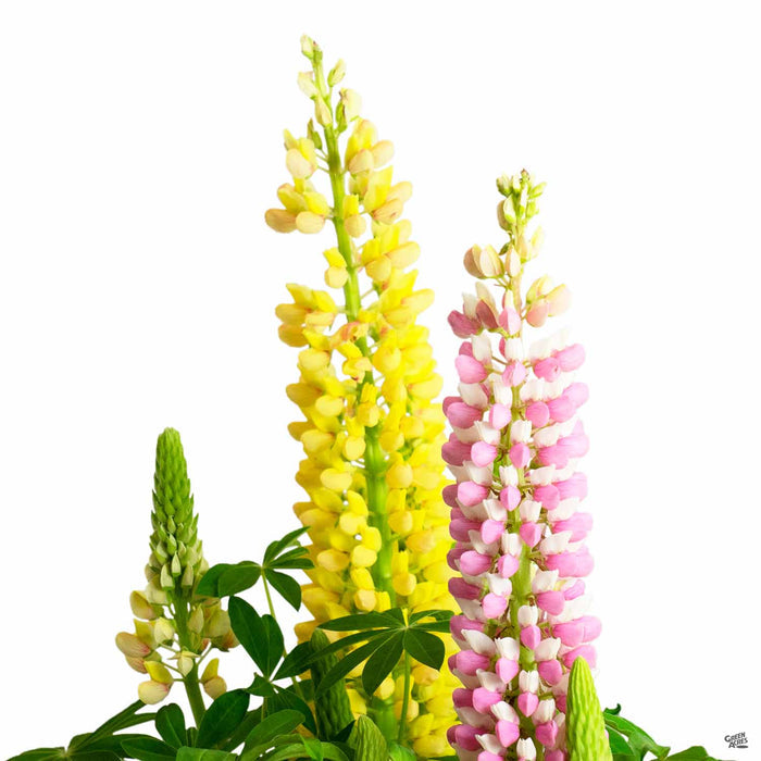 Lupine Staircase
