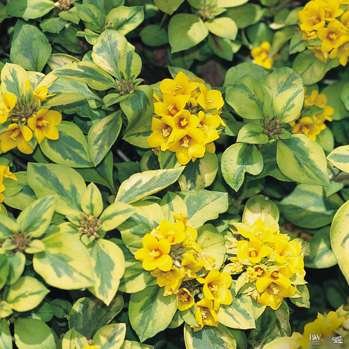 Lysimachia Waikiki Sunset