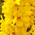 Forsythia Magical Gold