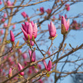 Magnolia Ann