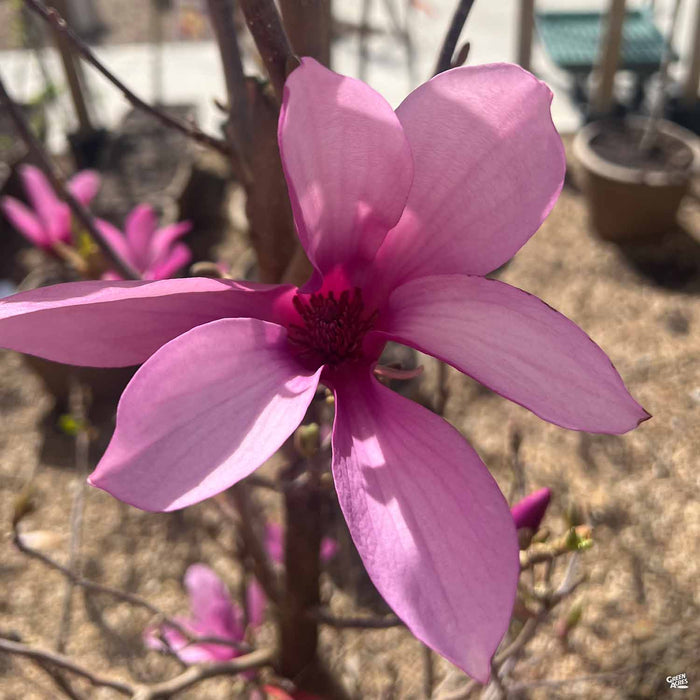 Magnolia Ann