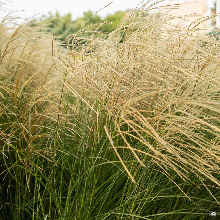 Maiden Grass 'Gracillimus'