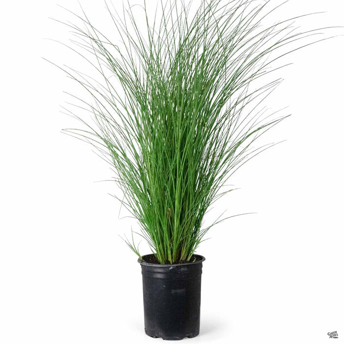 Maiden Grass 'Gracillimus' 5 gallon