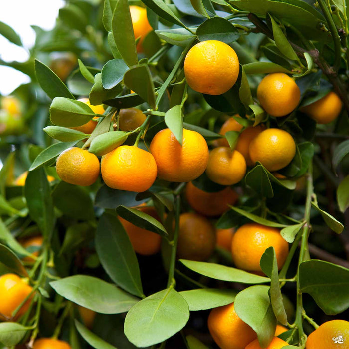 Manarin 'Clementine'
