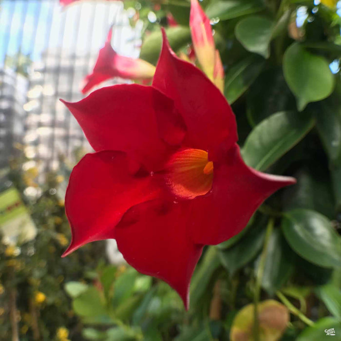 Red Mandevilla