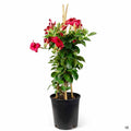 Red Mandevilla 4 inch