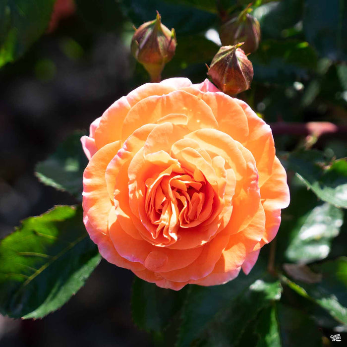Mango Veranda Floribunda Rose