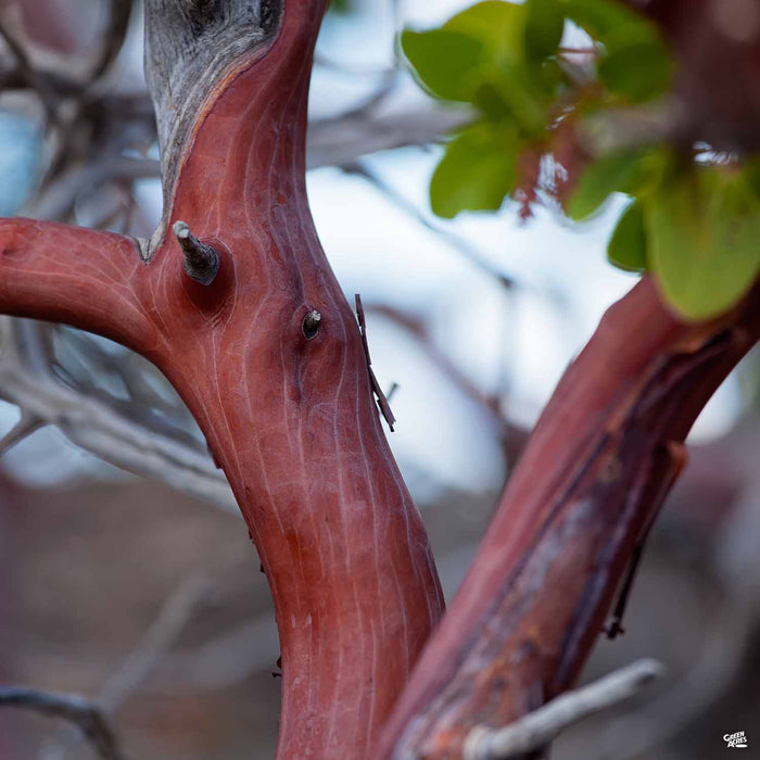 Dr. Hurd Manzanita