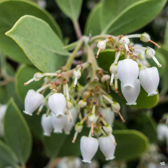Dr. Hurd Manzanita