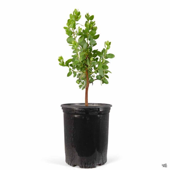 Dr. Hurd Manzanita 5 gallon