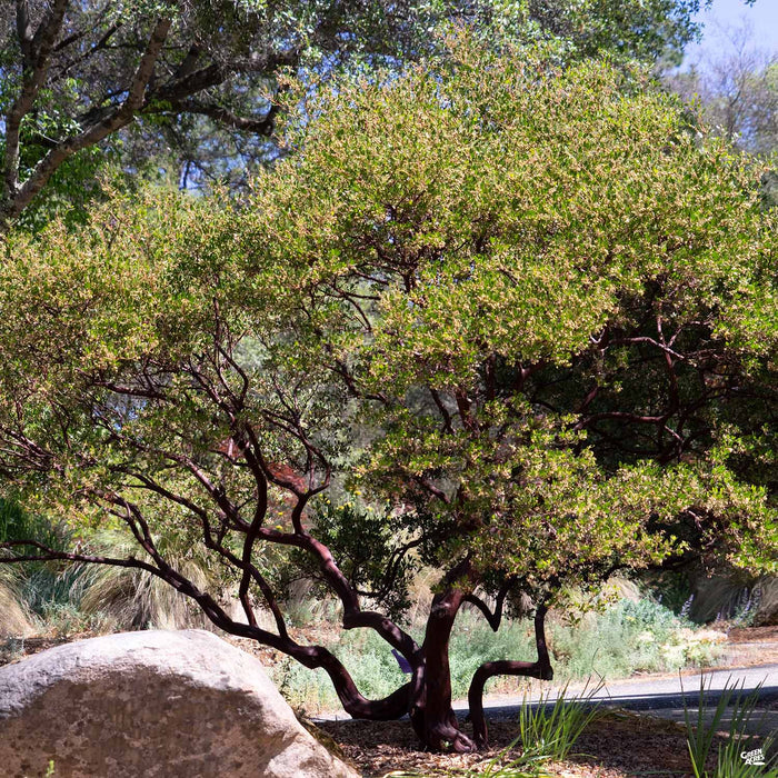 Howard McMinn Manzanita