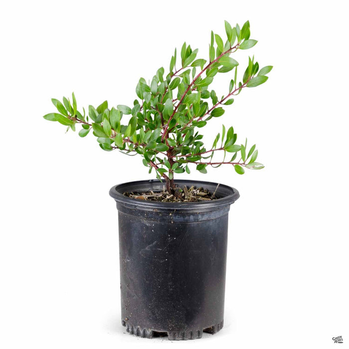 Howard McMinn Manzanita 1 gallon