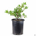 Howard McMinn Manzanita 1 gallon