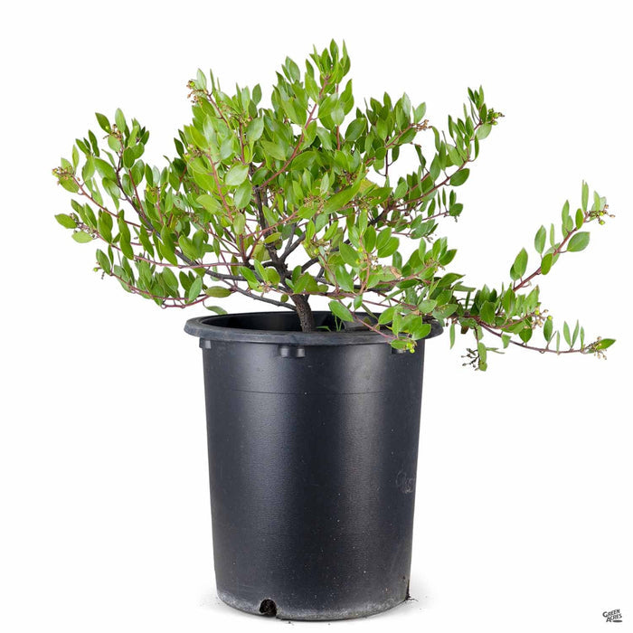 Howard McMinn Manzanita 5 gallon
