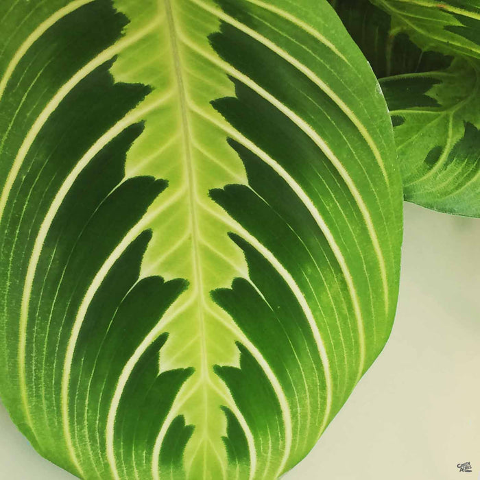 Maranta 'Lemon Lime'
