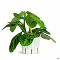 Lemon Lime Prayer Plant 4 inch