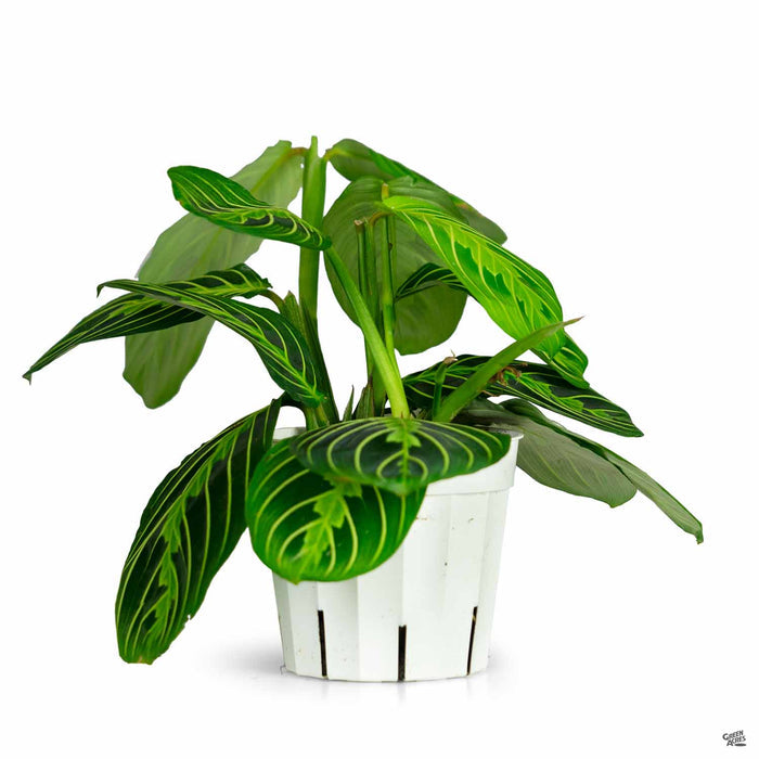 Lemon Lime Prayer Plant 4 inch