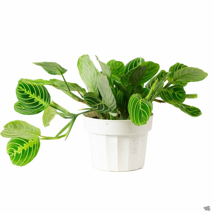 Lemon Lime Prayer Plant 6 inch