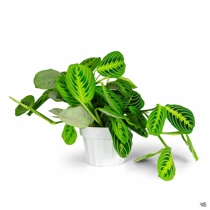 Lemon Lime Prayer Plant 6 inch