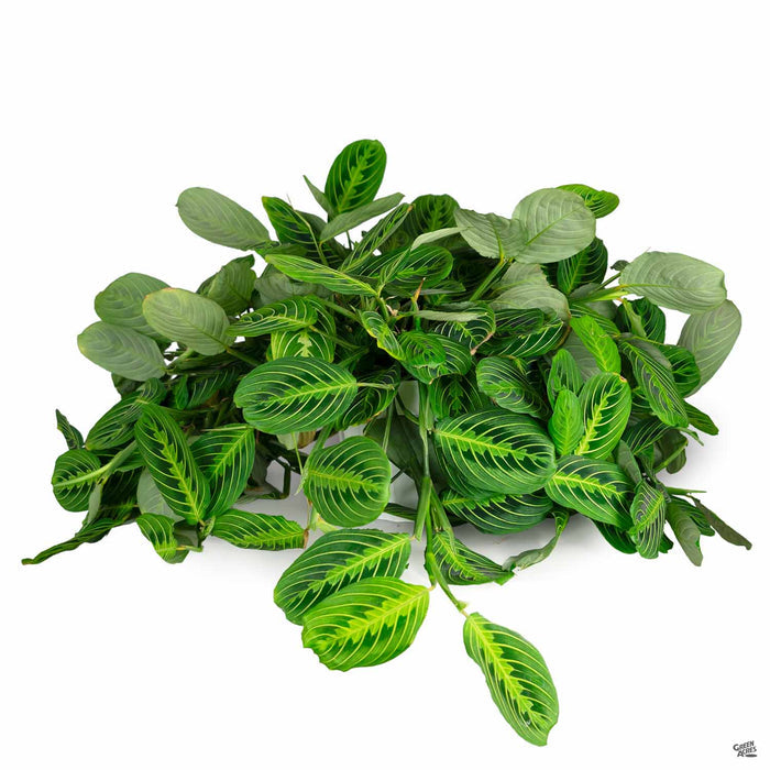 Lemon Lime Prayer Plant 8 inch
