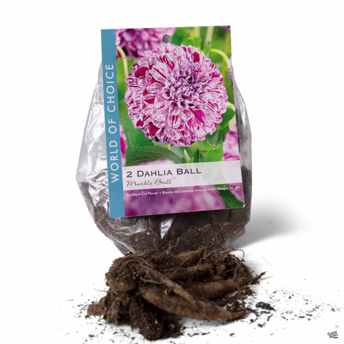 Dahlia Ball - Marble Ball 2-pack