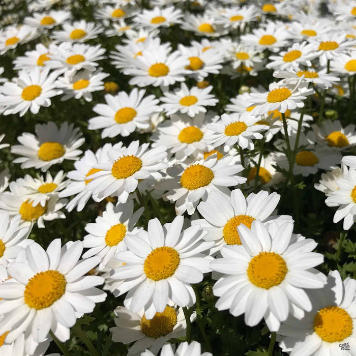 Marguerite Daisy