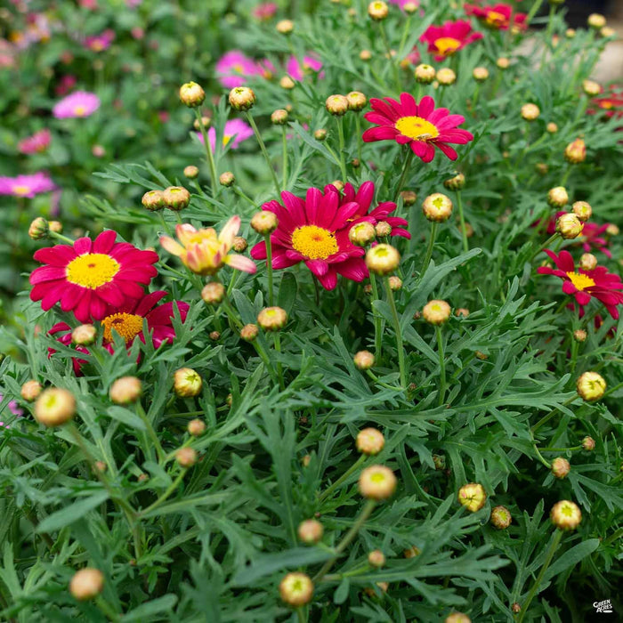 Marguerite Daisy