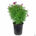 Marguerite Daisy Pink 1 gallon
