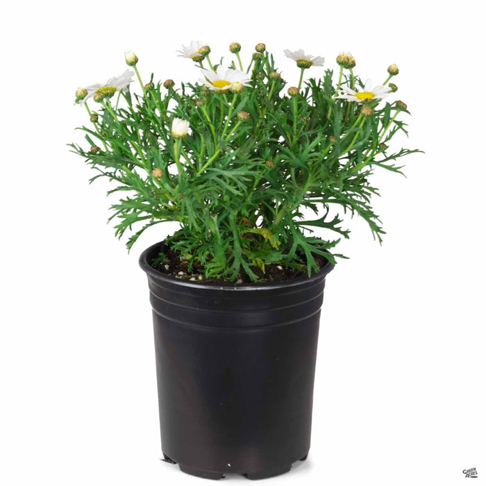 Marguerite Daisy White 1 gallon