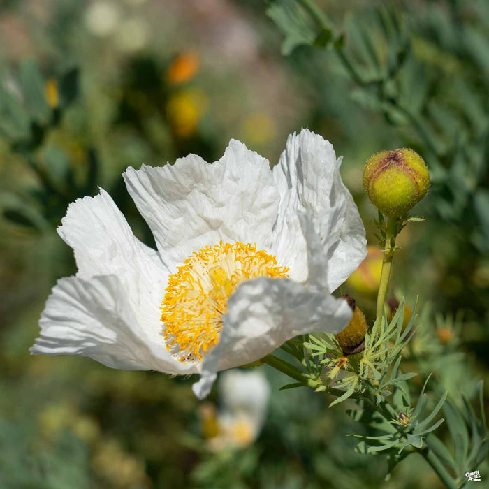Matilija Poppy