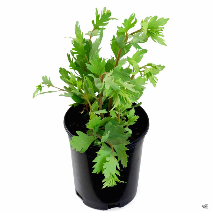 Matilija Poppy 1 gallon