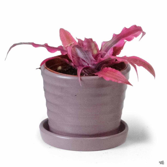 Matte Ribbed Pot Matte Lavender