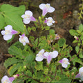 Mazus