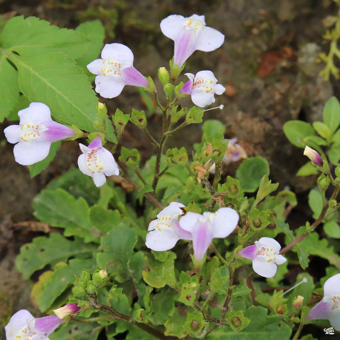 Mazus