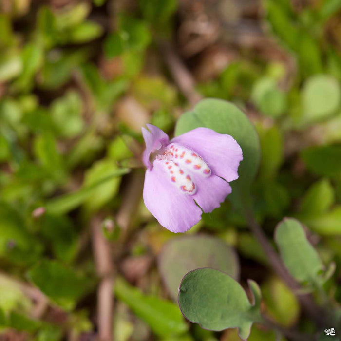 Mazus