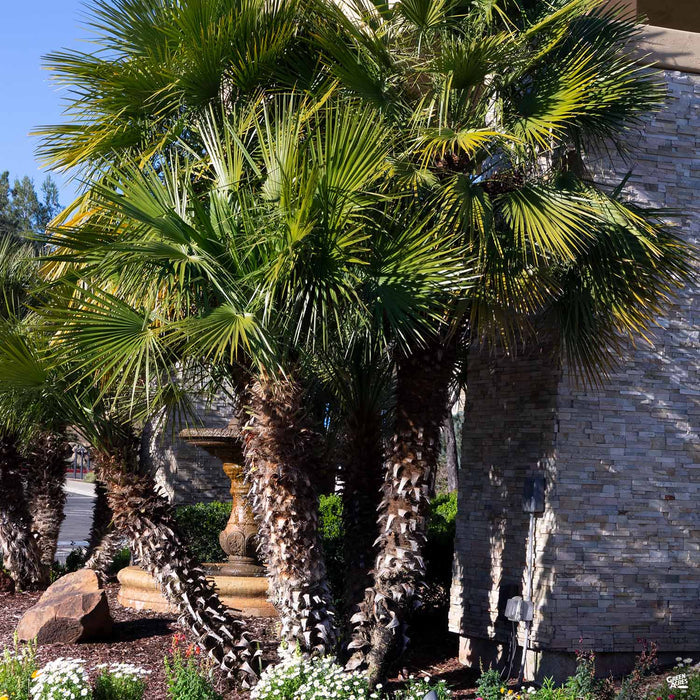 European Fan Palm