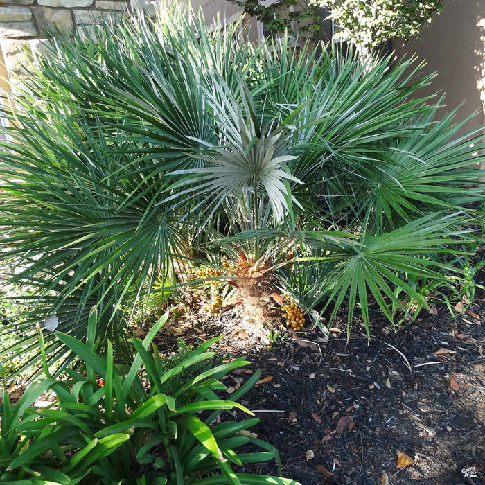 Mediterranean Fan Palm