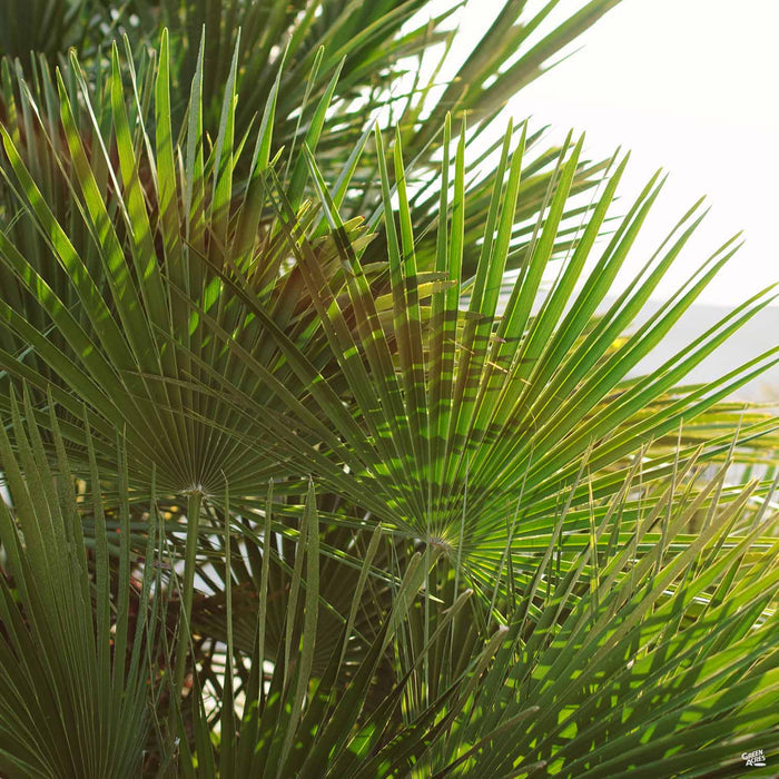 European Fan Palm