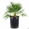 European Fan Palm 5 gallon