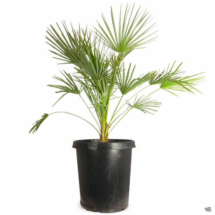 European Fan Palm 15 gallon