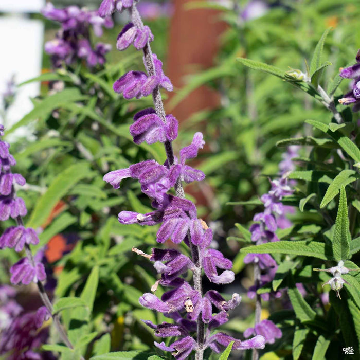 Mexican Bush Sage 'Santa Barbara'