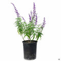 Mexican Bush Sage 'Santa Barbara' 1 gallon